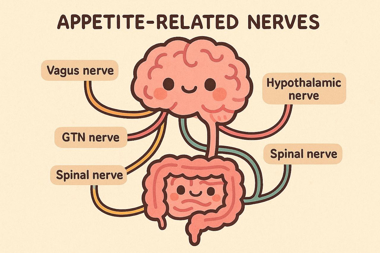 20250619_1547_Neural Appetite Pathways_simple_compose_01jy3f0dh3f0mskajqtndqj19g.png