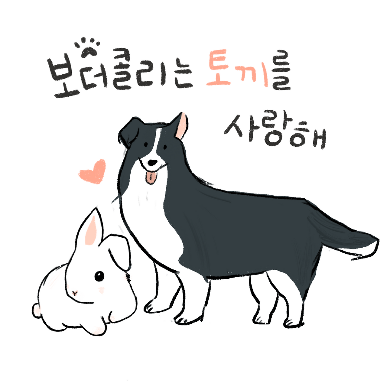 보더콜리는 토끼를 사랑해.png