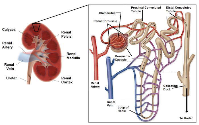 nephron-educational.png