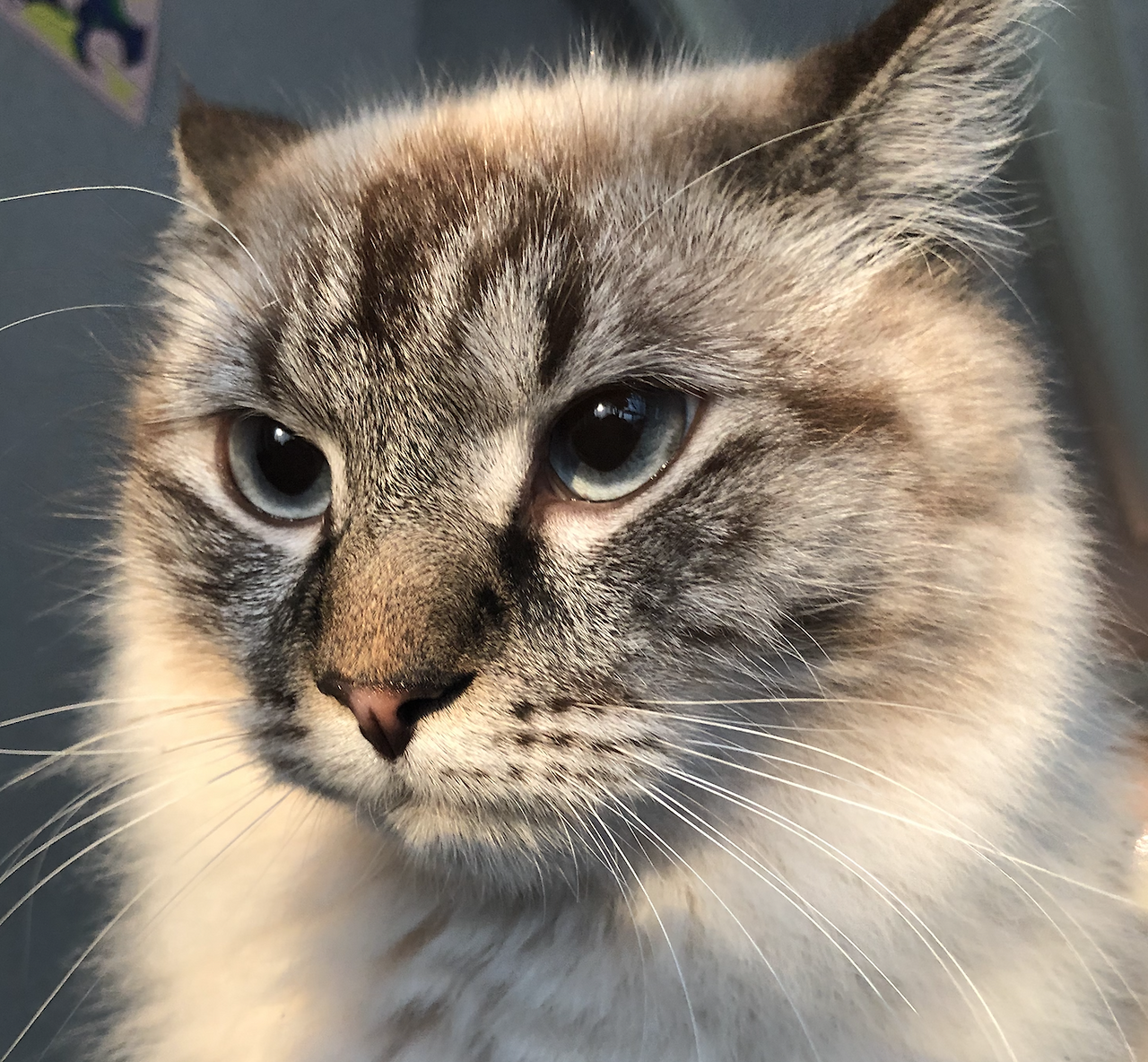 스크린샷 2019-03-07 오후 4.59.52.png