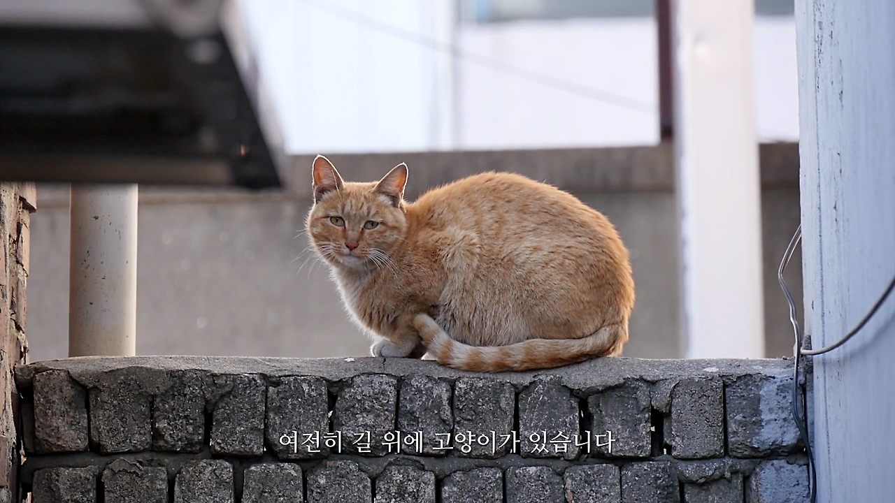 2) 영화 나는고양이로소이다 캡쳐 스틸컷.png