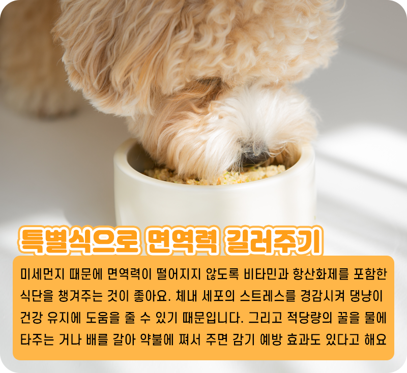 미세먼지 예방_06.png