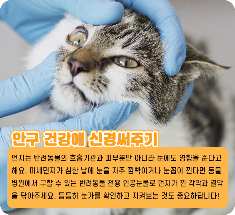 미세먼지 예방_05.png