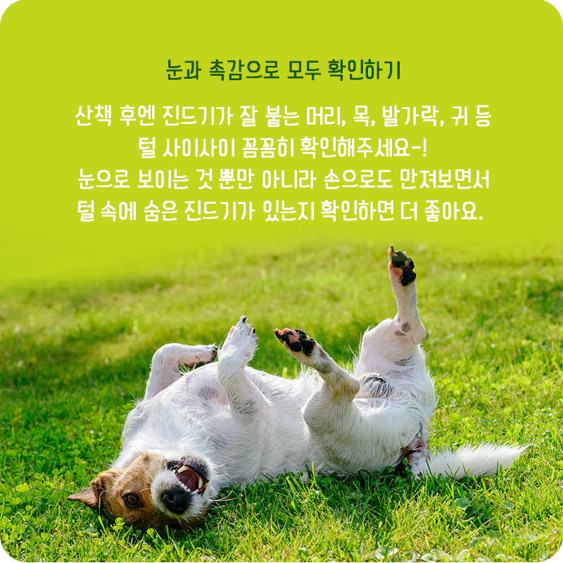 진드기_04.png
