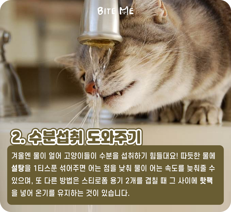 길냥이_05.png