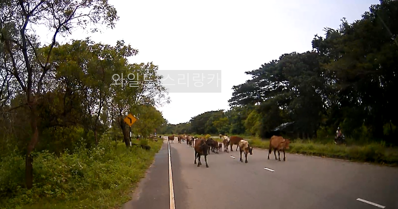 09.23 소떼.(전방 카메라).mp4_000203568.png