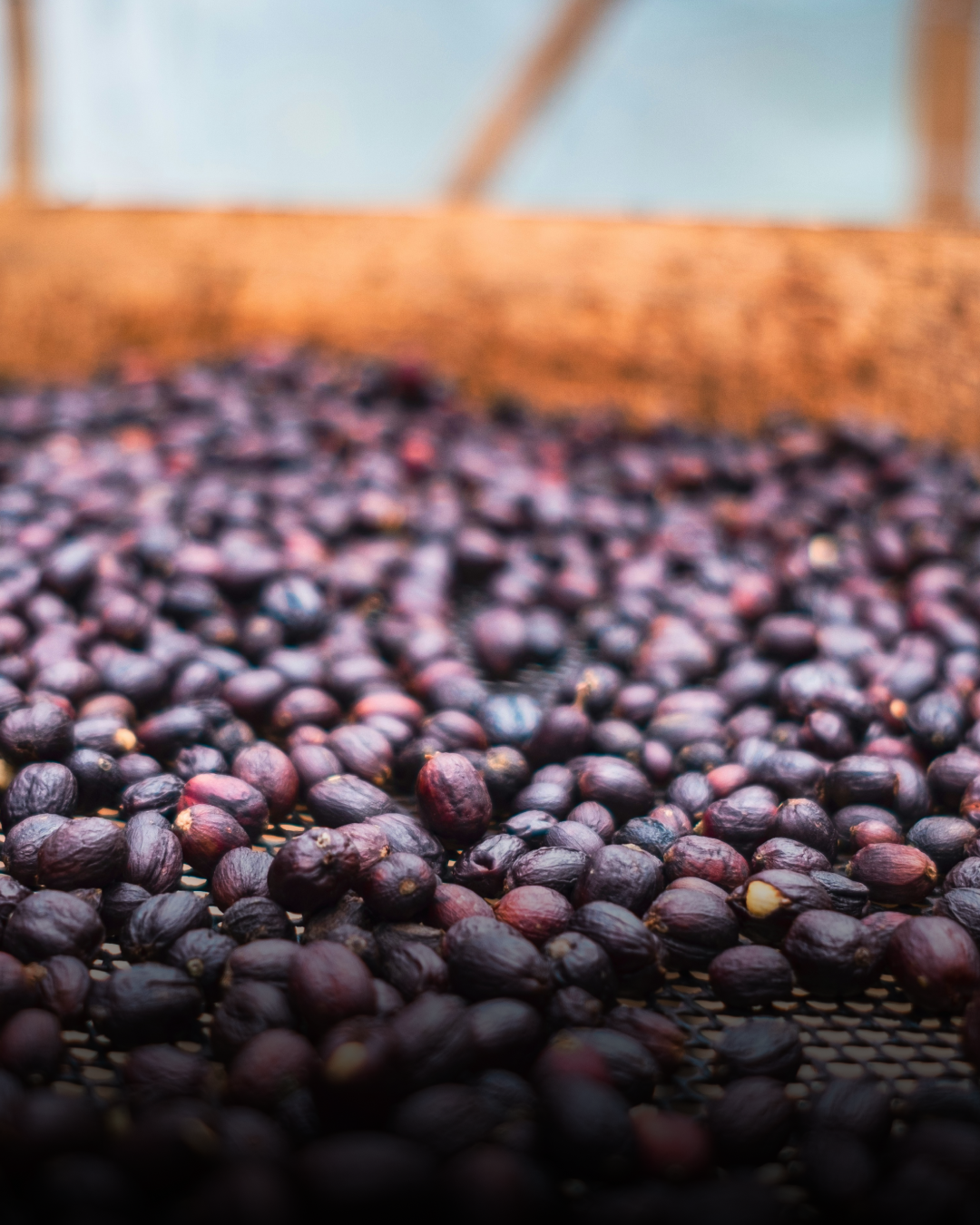 산지별 원두05.png