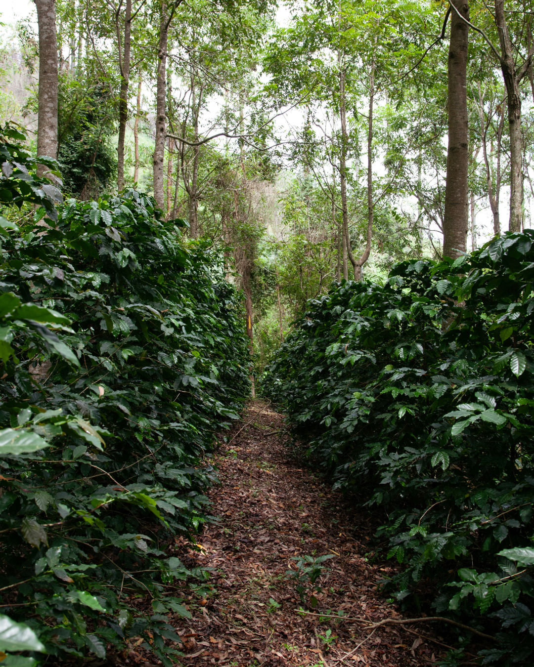 산지별 원두01.png