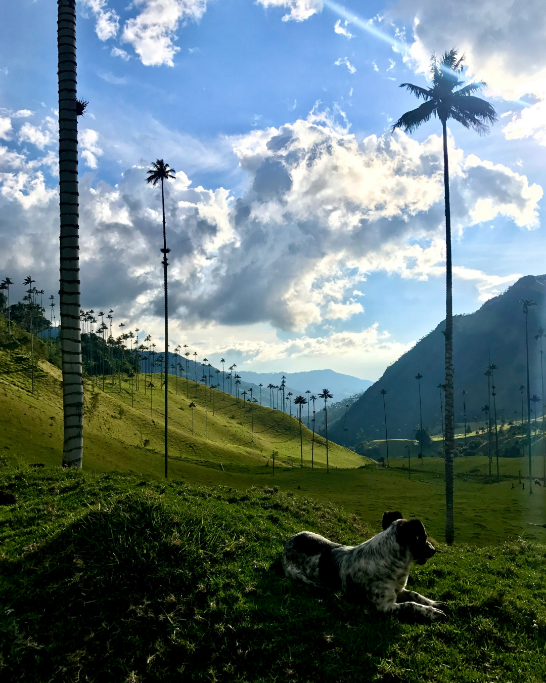 산지별 원두03.png