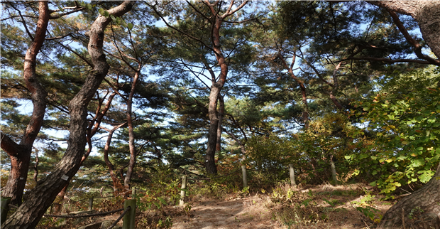 남산 소나무 서울시.png