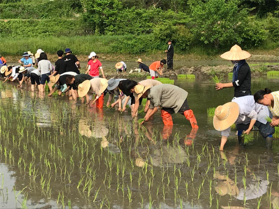 6 오디세이 민들레2 교류여행 모내기.png