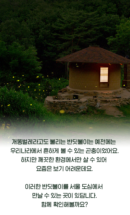 서울반딧불이체험 (2).png