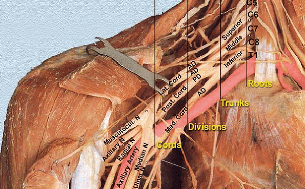 brachial plexus.png