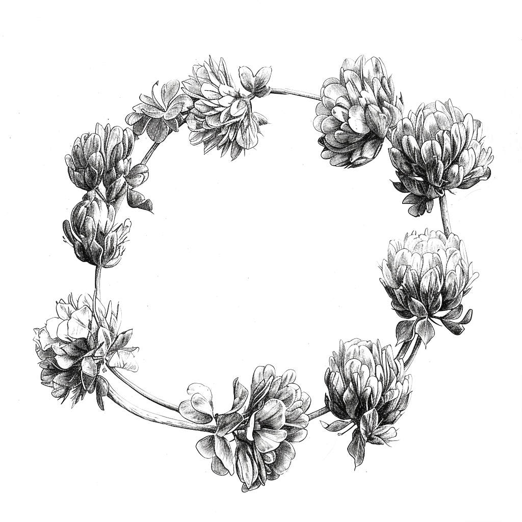 awesome_paper_a_6B_pencil_sketch_drawing_depicting_White_clover_33d40d26-c3b1-4fde-bcef-113b2c3d20c0.png