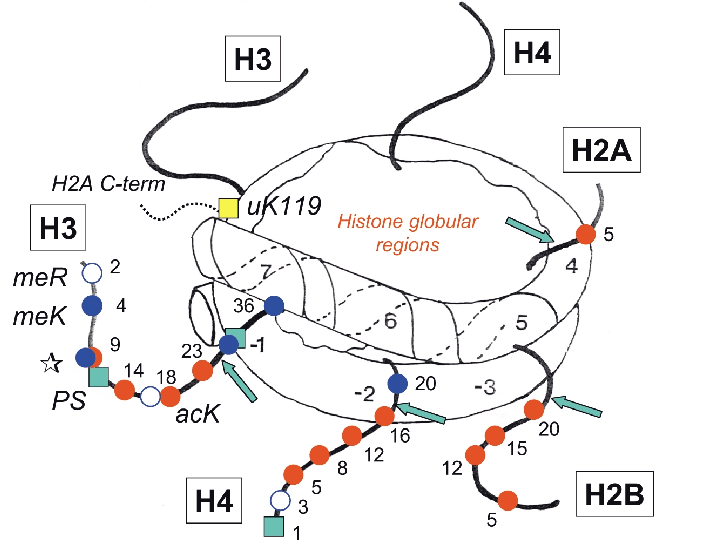 A-nucleosome-core-particle-showing-the-core-histone-N-terminal-tail-domains-and-sites-of.png