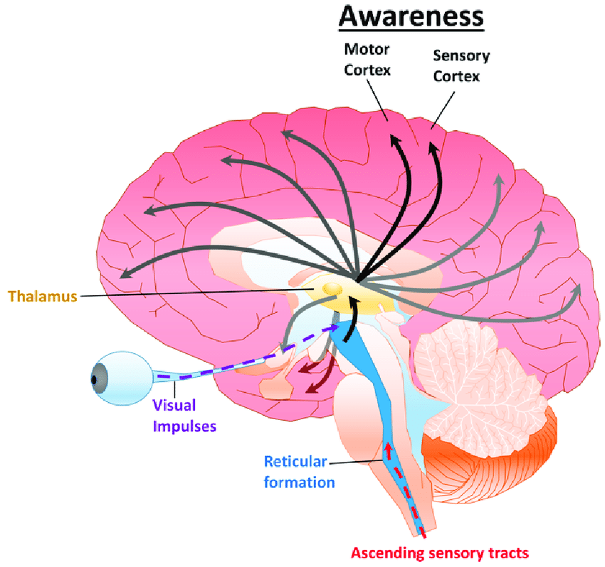 Diagram-of-the-ARAS-and-cortical-projections-The-ARAS-is-composed-of-a-n-neurons.png