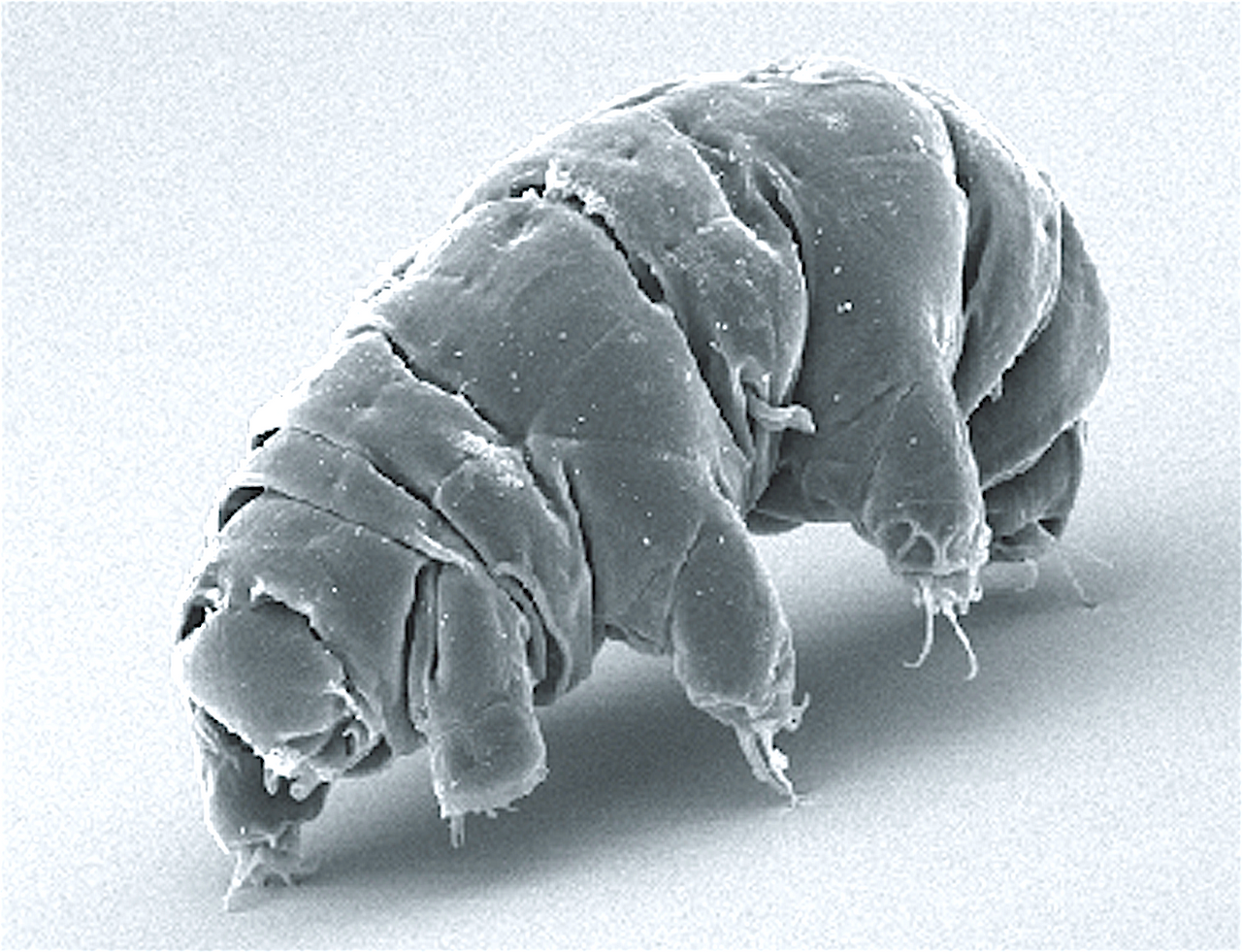 SEM_image_of_Milnesium_tardigradum_in_active_state_-_journal.pone.0045682.g001-2.png