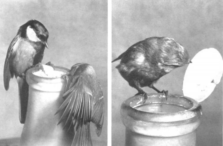 A-famous-example-of-animal-culture-Blue-and-great-tits-opening-milk-bottles-From.png