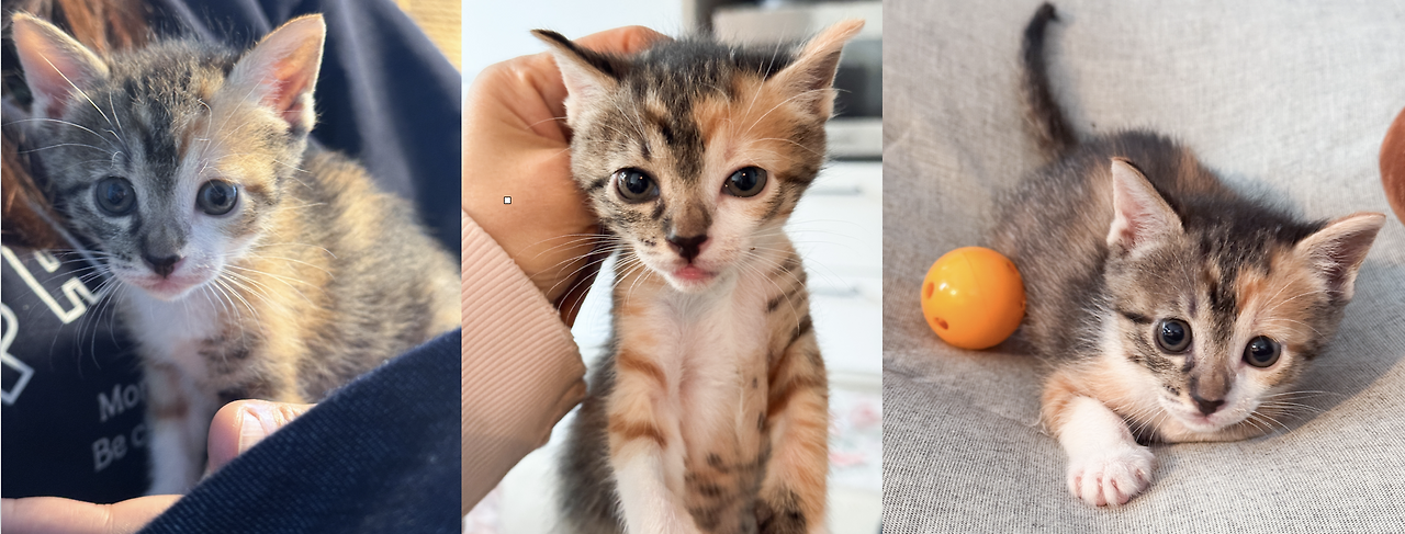 스크린샷 2025-05-16 오후 2.36.38.png