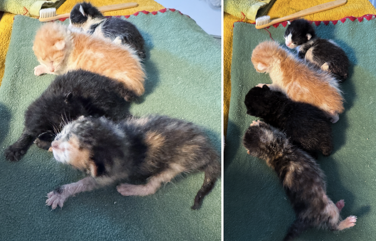 스크린샷 2025-04-14 오전 7.52.21.png