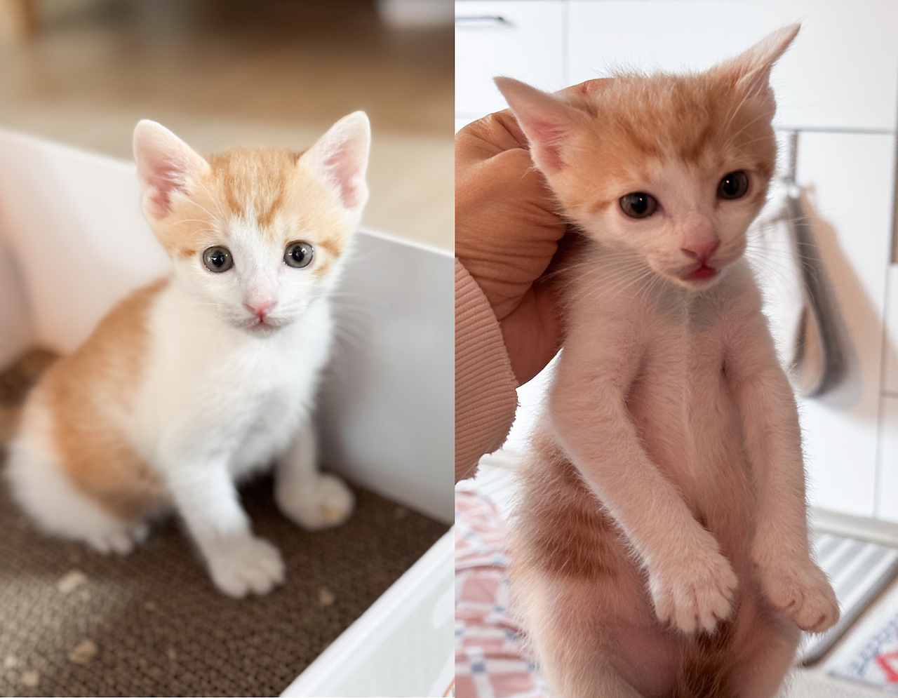 스크린샷 2025-05-16 오후 2.38.10.png