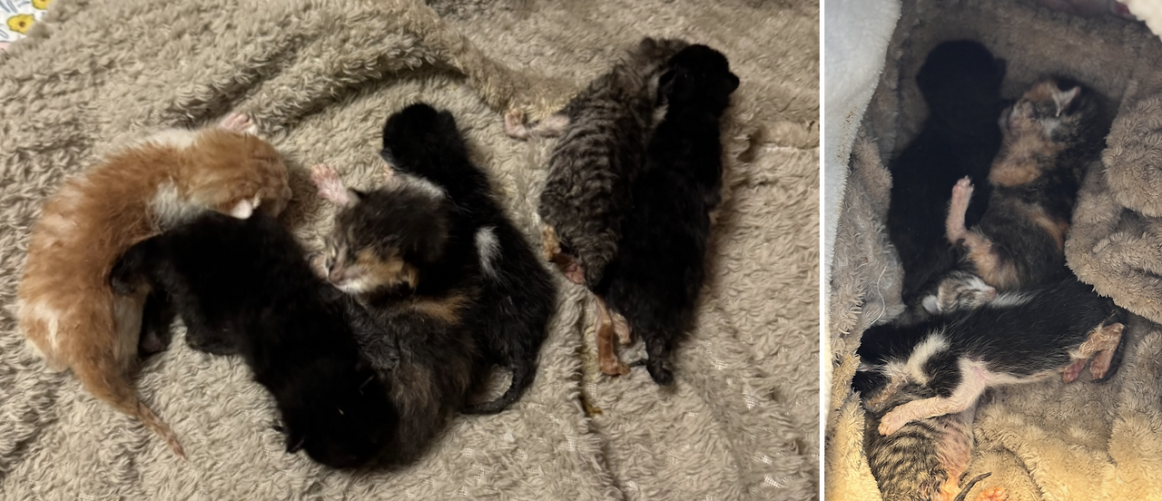 스크린샷 2025-04-14 오전 7.33.41.png