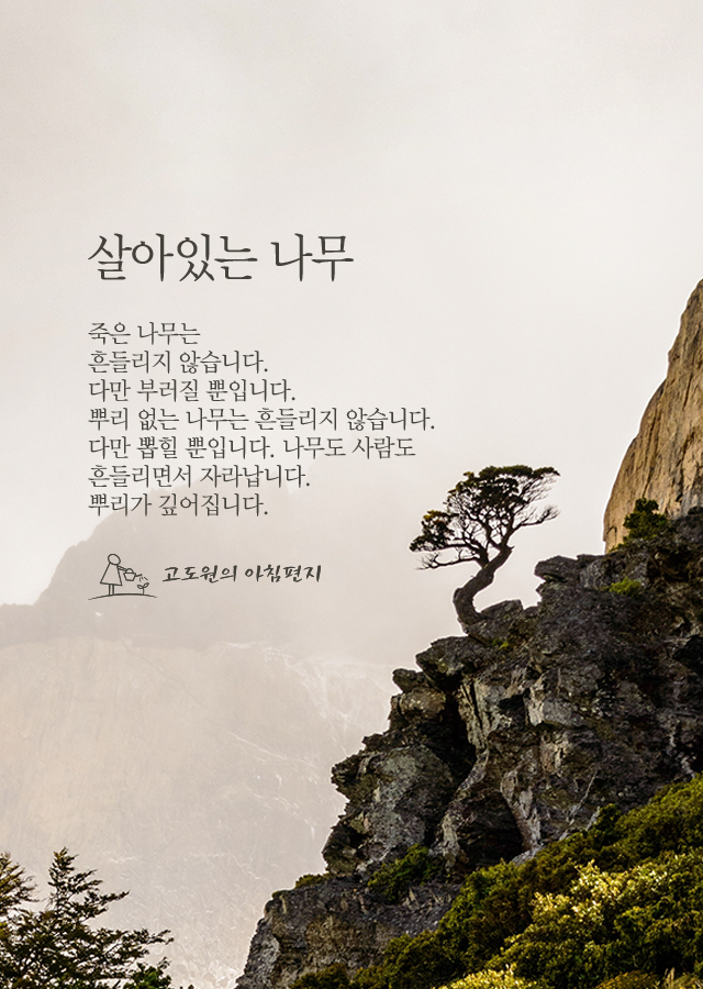 살아있는 나무.png