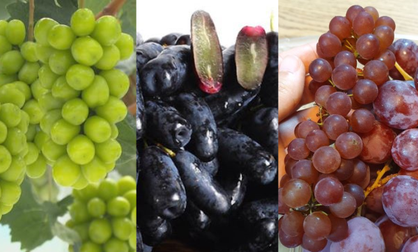 세가지 포도.png