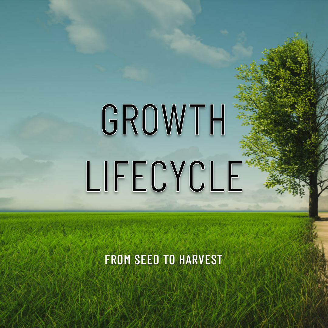 growth lifecycle.png