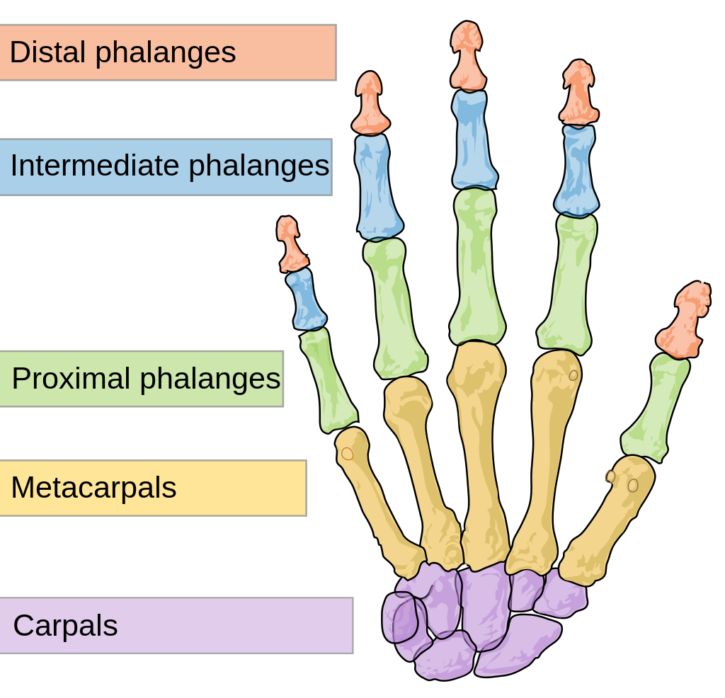 1024px-Scheme_human_hand_bones-en.svg.png