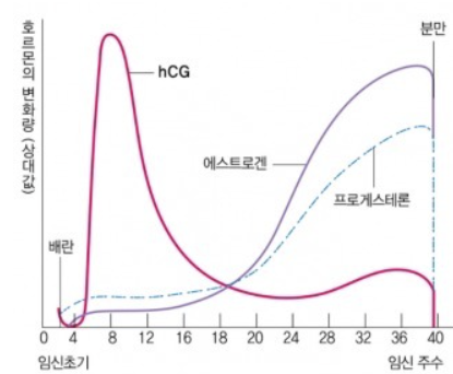 호르몬 변화.png