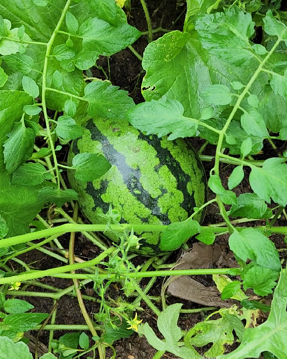 스크린샷 2023-07-13 070506.png