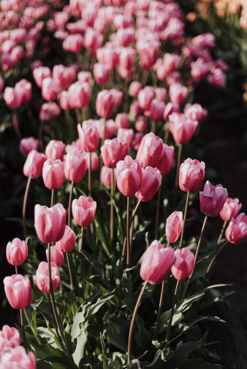 스크린샷 2019-04-24 오후 12.44.01.png