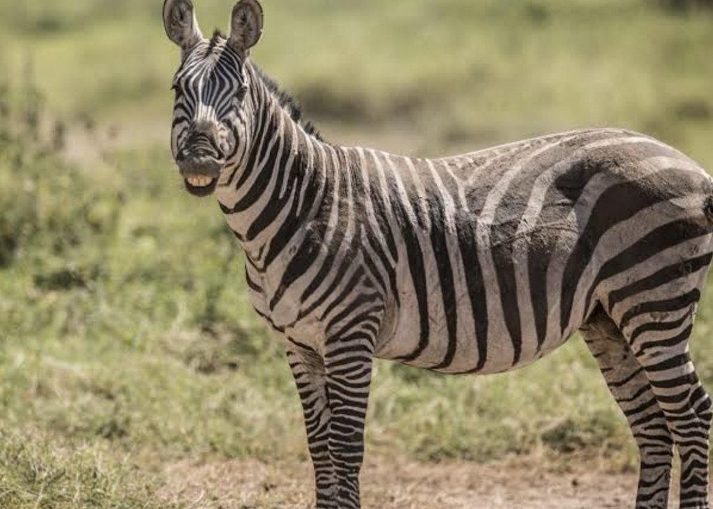 스크린샷 2024-12-06 오전 9.55.11.png