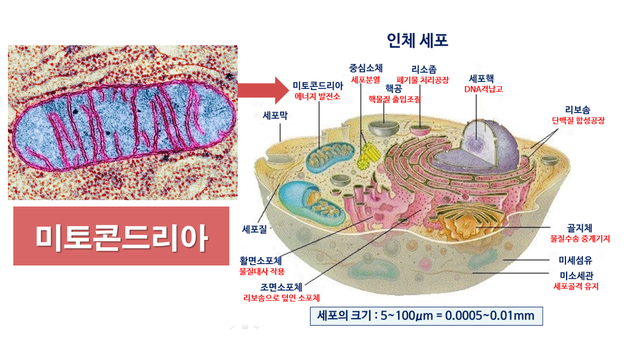 미토콘드리아.png