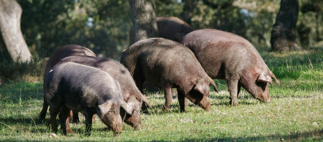 이베리코흑돼지.png