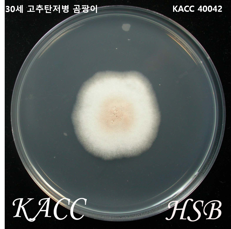 30세 고추 탄저병 곰팡이.png