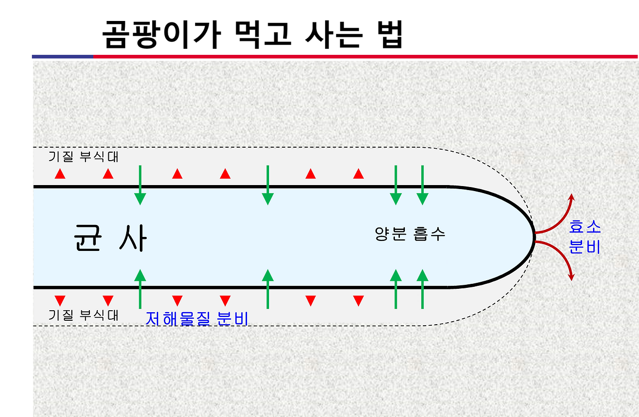 그림9 곰팡이가 먹고 사는 법.png