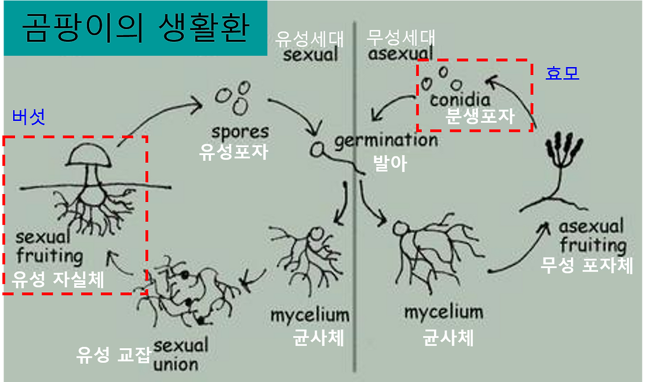 곰팡이 생활환.png