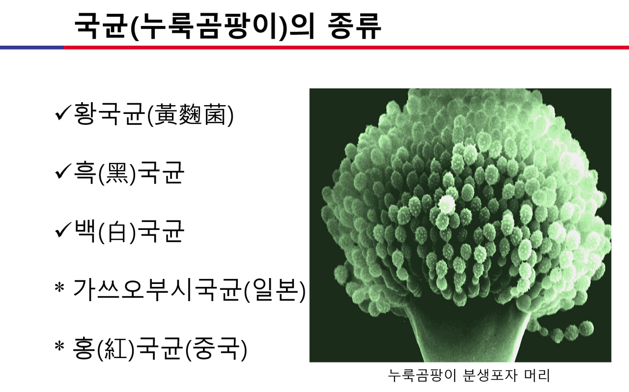 누룩곰팡이의 종류.png