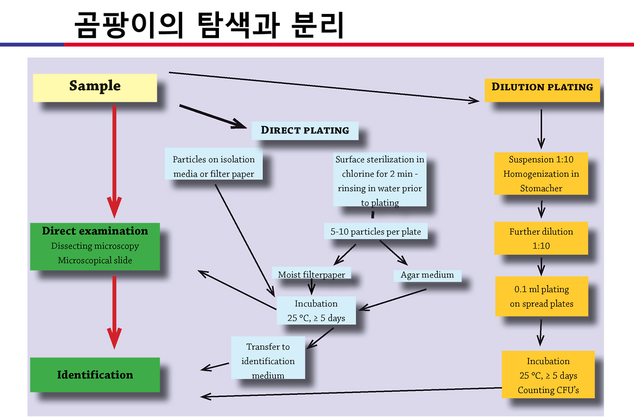 곰팡이의 탐색과 분리.png