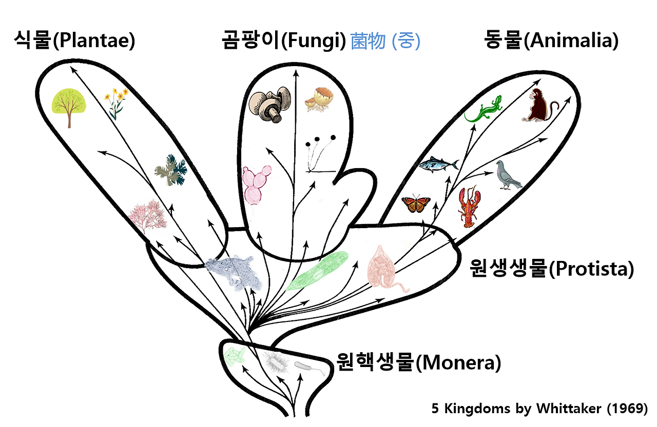 생물 5계설.png