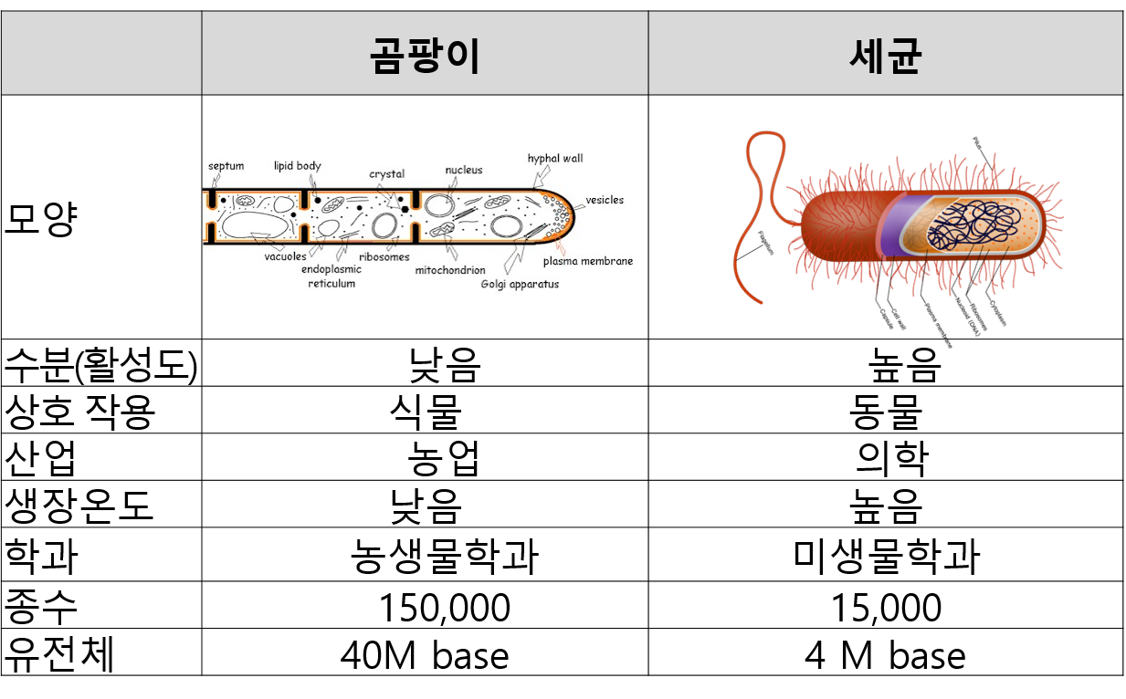세균과 곰팡이 비교.png