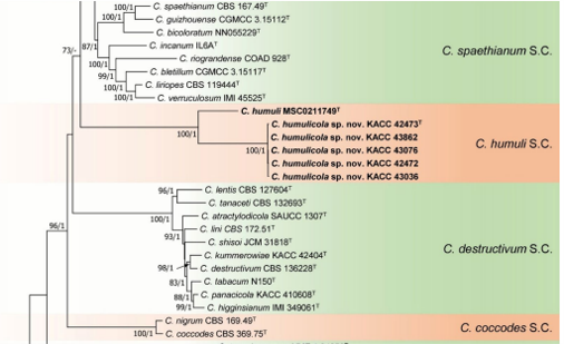 그림-C. humulicola 염기서열 비고.png