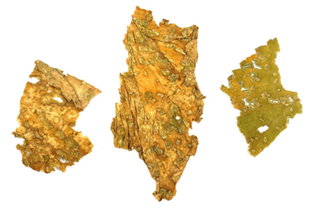 사진-미시간대학 허바리움.png