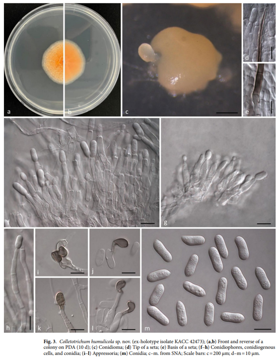 그림-C. humulicola.png