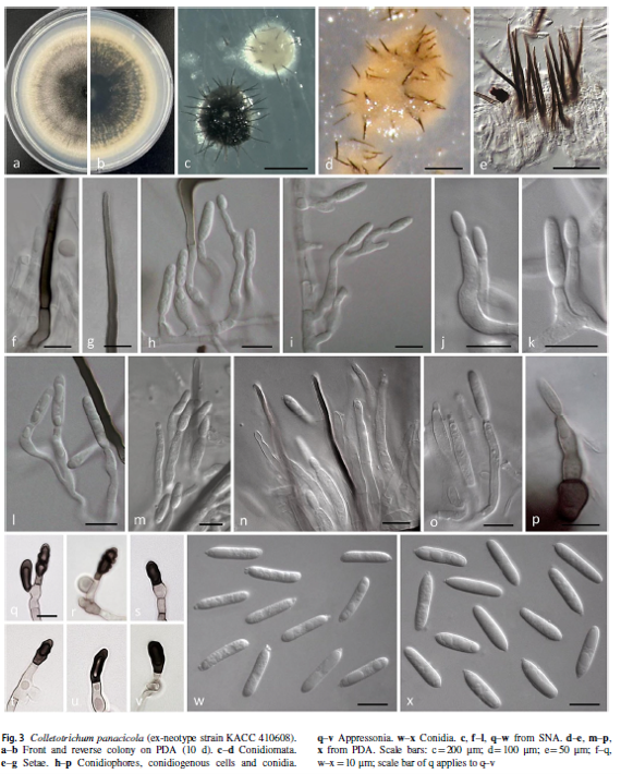 C. panacicola 신기준 표본 설정 2.png