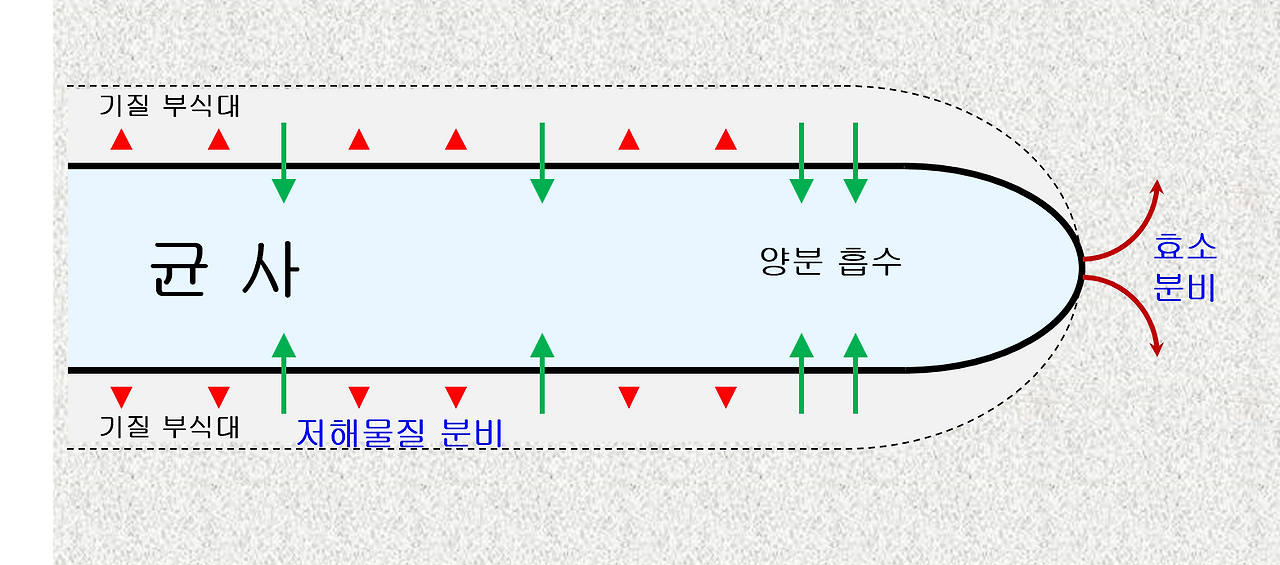 곰팡이의 영양분의 흡수.png