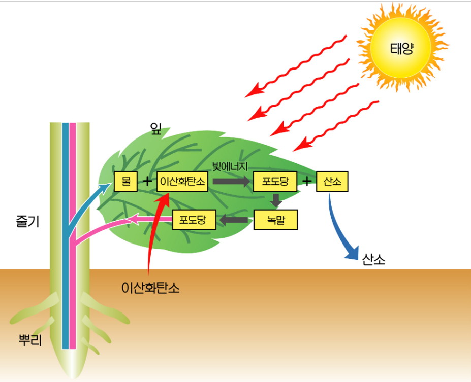 광합성.png