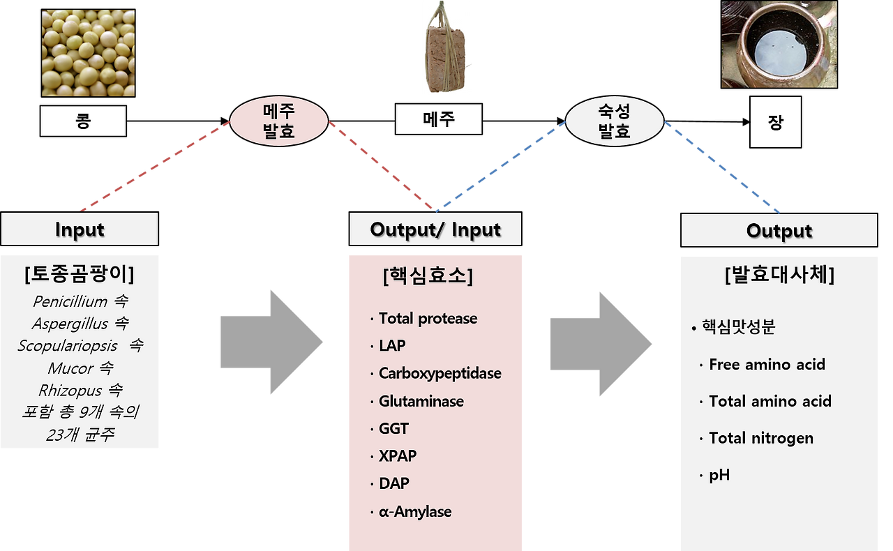 메주발효와 곰팡이.png